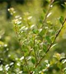 Niedriger Berg-Ilex - Ilex crenata 'Stokes' - Heckenpflanzen