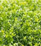 Niedriger Berg-Ilex - Ilex crenata 'Stokes' - Heckenpflanzen