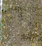 Gemeine Esche - Fraxinus excelsior