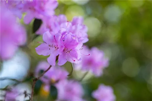 Rhododendron 'Praecox' - Rhododendron 'Praecox'