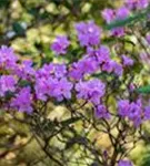 Rhododendron 'Praecox' - Rhododendron 'Praecox'