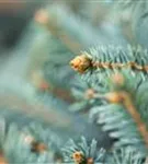 Blaue Stechfichte - Picea pungens 'Glauca'