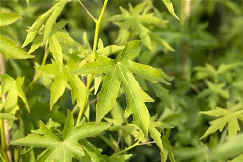 Amberbaum 'Worplesdon' - Liquidambar styraciflua 'Worplesdon' - Heckenelemente