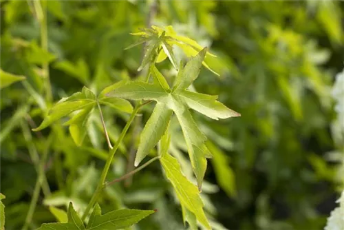 Amberbaum 'Worplesdon' - Liquidambar styraciflua 'Worplesdon' - Heckenelemente