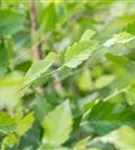 Schwarzbirke,Flussbirke - Betula nigra - Formgehölze