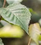 Schwarzbirke,Flussbirke - Betula nigra - Formgehölze