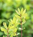Heckenkirsche 'Kamtschatica' - Lonicera caerulea 'Kamtschatica' - Kletterpflanzen