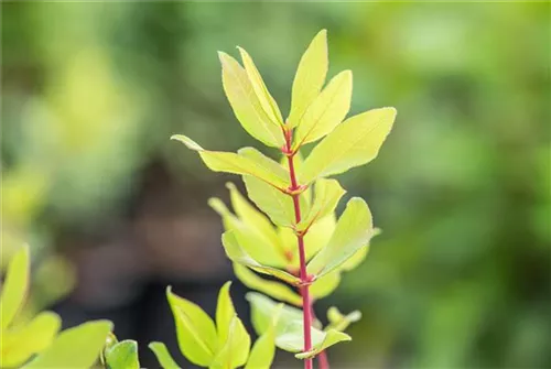 Heckenkirsche 'Kamtschatica' - Lonicera caerulea 'Kamtschatica' - Kletterpflanzen