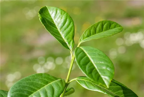 Lorbeerkirsche 'Etna' -R- - Prunus lauroc.'Etna' -R-
