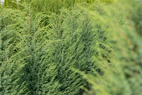 Irischer Säulenwacholder - Juniperus com.'Hibernica' - Heckenpflanzen