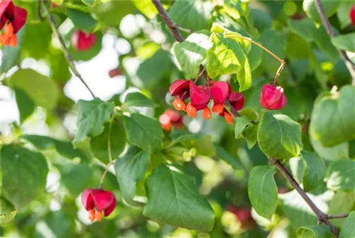 Pfaffenhütchen 'Red Cascade' - Euonymus europaeus 'Red Cascade'