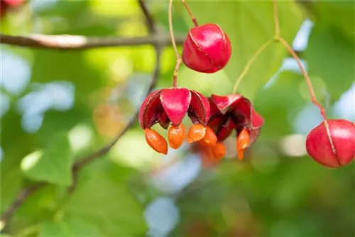 Pfaffenhütchen 'Red Cascade' - Euonymus europaeus 'Red Cascade'