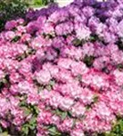 Rhododendron English Roseum - Rhododendron Hybr.'English Roseum' I