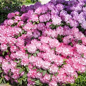 Rhododendron Hybr.&#39;English Roseum&#39; I