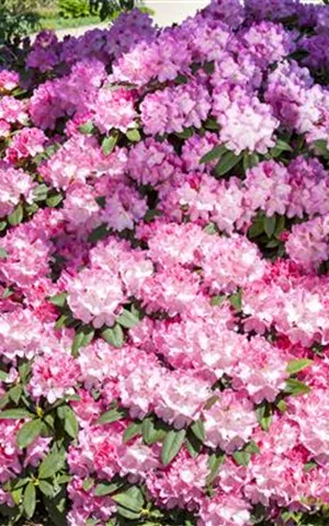 Rhododendron Hybr.'English Roseum' I