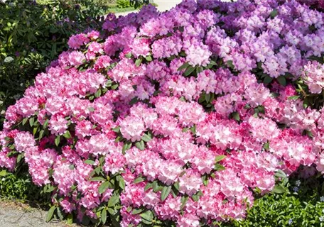 Rhododendron Hybr.'English Roseum' I - Rhododendron English Roseum