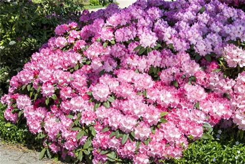 Rhododendron English Roseum - Rhododendron Hybr.'English Roseum' I