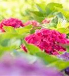 Bauernhortensie 'Bouquet Rose' - Hydrangea macrophylla 'Bouquet Rose'
