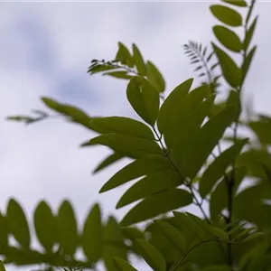 Robinia pseudoac.&#39;Umbraculifera&#39;