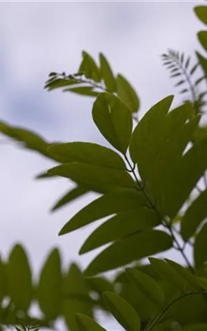 Robinia pseudoac.'Umbraculifera'