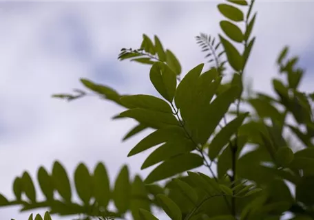 Robinia pseudoac.'Umbraculifera' - Kugelakazie
