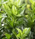 Japanspindel 'Green Spire' - Euonymus japonicus 'Green Spire' - Mediterranes