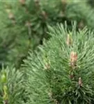 Berg-Kiefer 'Varella' - Pinus mugo 'Varella'
