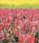 Glanzmispel 'LIttle Red Robin' - Photinia fraseri 'Little Red Robin' - Heckenpflanzen