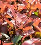 Glanzmispel 'Red Robin' - Photinia fraseri 'Red Robin' - Heckenpflanzen