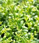 Löffel-Ilex - Ilex crenata 'Convexa' - Heckenpflanzen