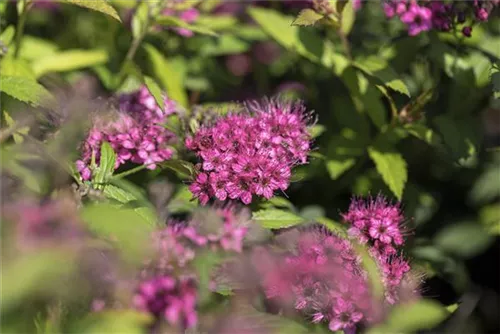 Rote Sommerspiere - Spiraea japonica 'Anthony Waterer'