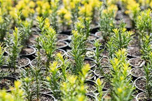 Taxus baccata 'Semperaurea', Goldene Straucheibe Semper Verde