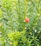 Fruchtende Bechereibe - Taxus media 'Hicksii' - Heckenpflanzen