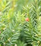 Fruchtende Bechereibe - Taxus media 'Hicksii' - Heckenpflanzen
