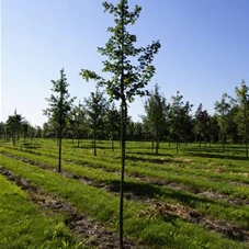 Acer campestre 'Elsrijk' - Baum, H 3xv mDb 10- 12