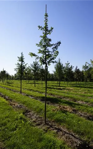 Acer campestre 'Elsrijk' - Baum