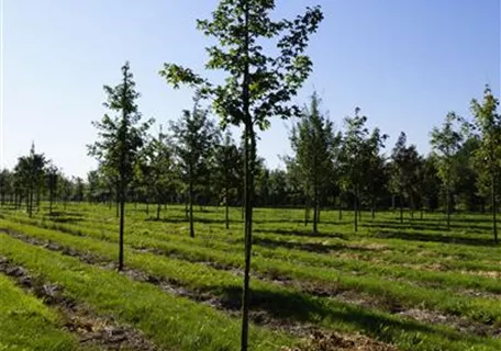Acer campestre 'Elsrijk' - Baum - Feldahorn 'Elsrijk'