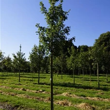 Acer campestre 'Elsrijk' - Baum, H 3xv mDb 16- 18