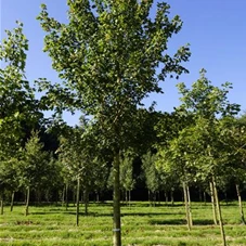 Acer campestre 'Elsrijk' - Baum, H 3xv mDb 20- 25