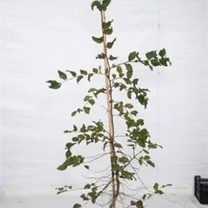 Carpinus betulus - Heckenpflanzen