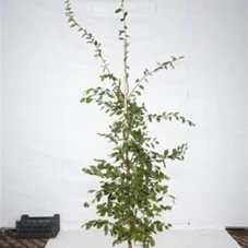 Carpinus betulus - Heckenpflanzen, MB 200- 225
