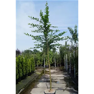 Carpinus betulus - Baum