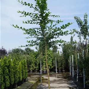 Carpinus betulus - Baum