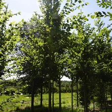 Carpinus betulus 'Frans Fontaine', H 3xv mDb 14- 16
