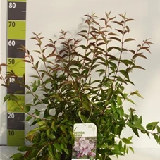 Deutzia hybrida 'Mont Rose' - Wildgehölze, C 3 40- 60