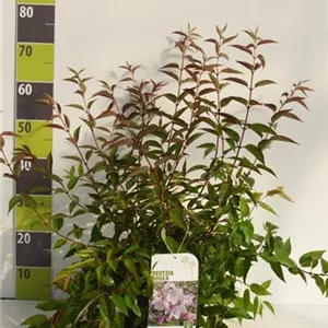 Deutzia hybrida &#39;Mont Rose&#39; - Wildgeh&#246;lze