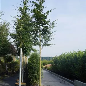 Fagus sylvatica - Baum