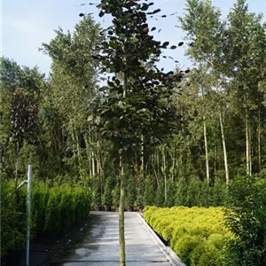 Fagus sylvatica &#39;Purpurea&#39; - Baum