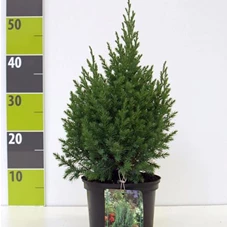 Juniperus chin.'Stricta', C 2 - Aktion 35- 40
