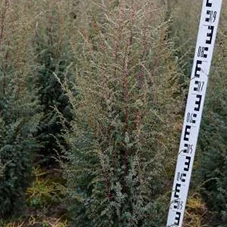 Juniperus com.'Hibernica' - Heckenpflanzen, mB 80- 100